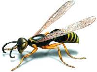 Goode Wasp Removal Brisbane image 10